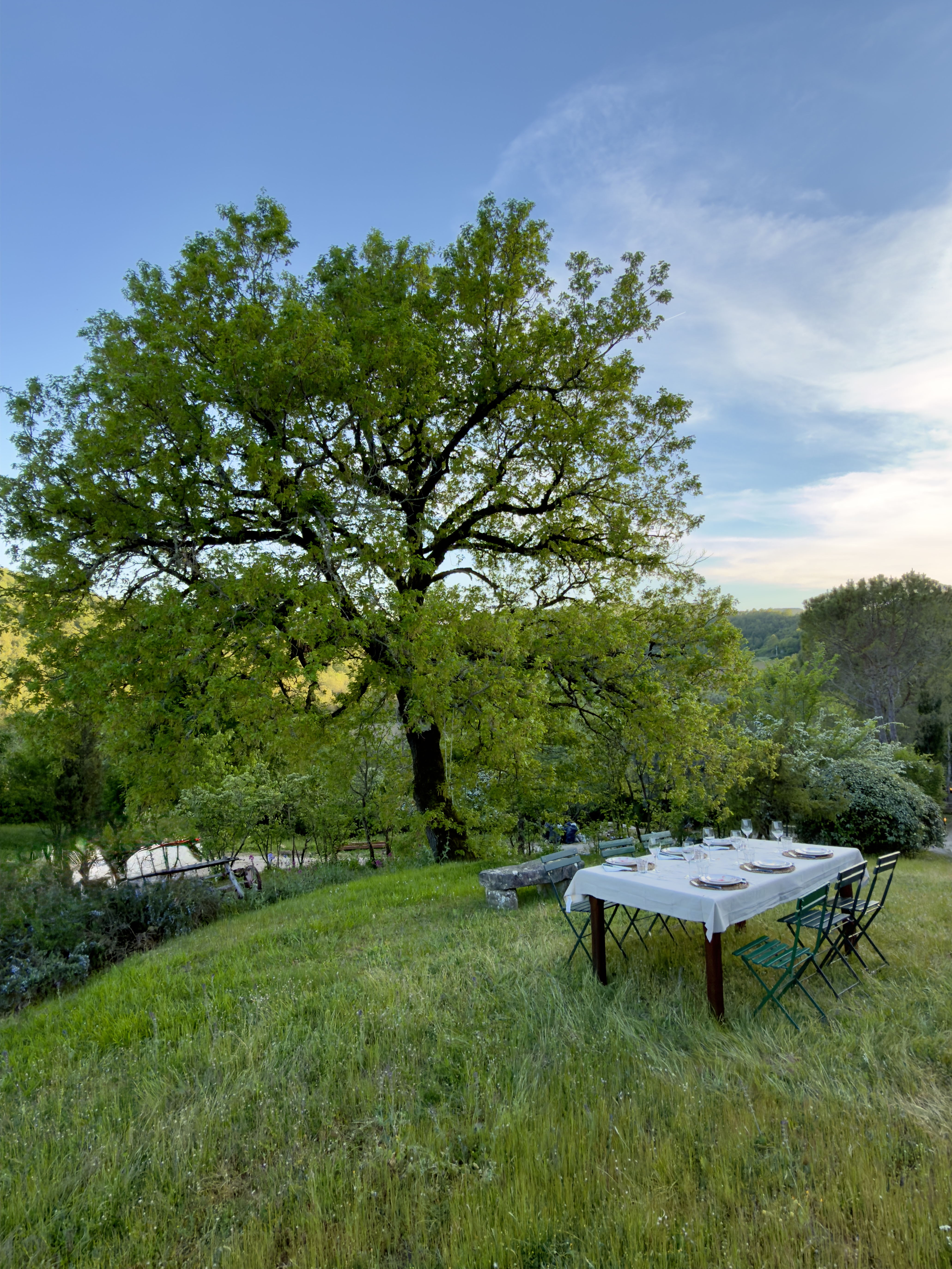 Outdoor dining table set under a majestic tree with Umbrian hills